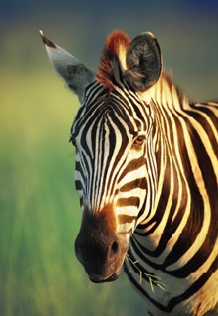 Zebra portrait - Kruger National Park (South Africa)